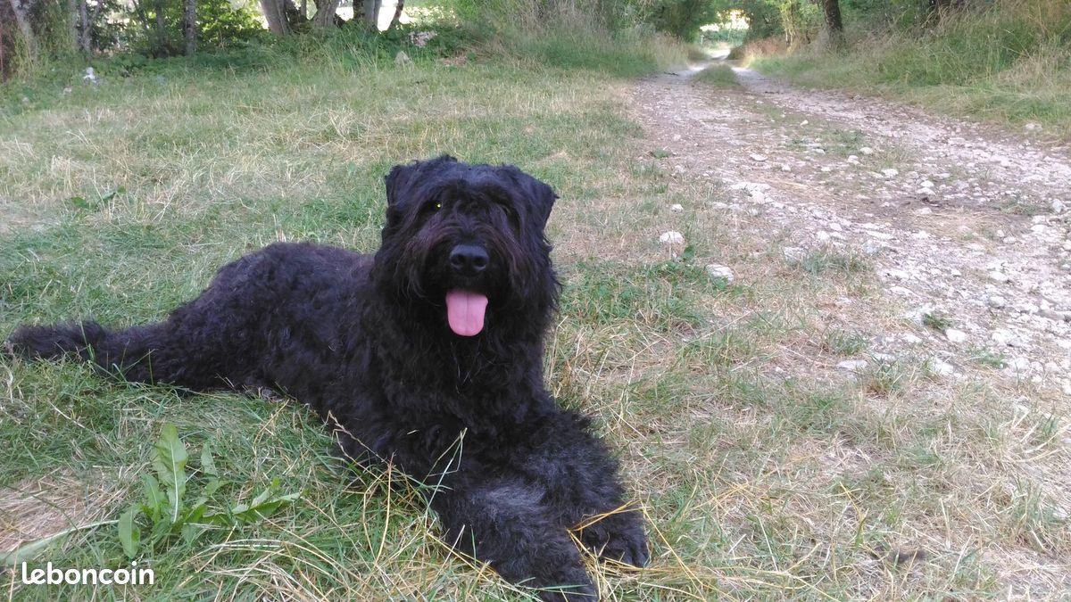 TCHOUPI De lage baston