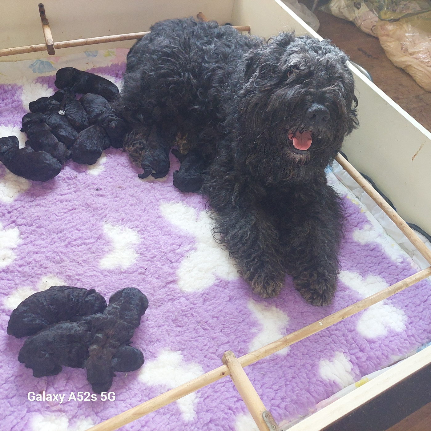 Chiot Bouvier des Flandres De lage baston